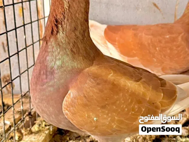 حمام منوع هومر حب رمان شمسي باكستاني  بحريني من طيور الجمعي تصفيه واسعار طيبه للهاوي دعم