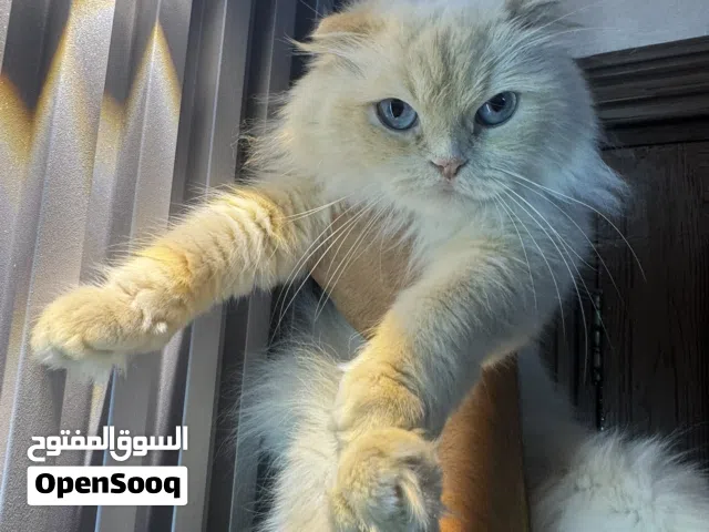 سكوتش فولد