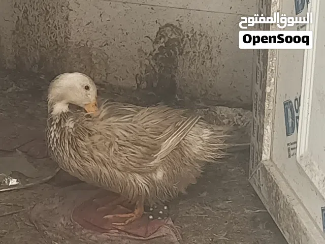 زرج بط ذكر أو انثى بياض البيع اب 20اثنيناتهم