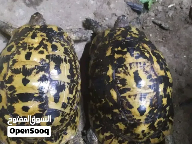 2026 سلاحف يوناني حجم كبيره