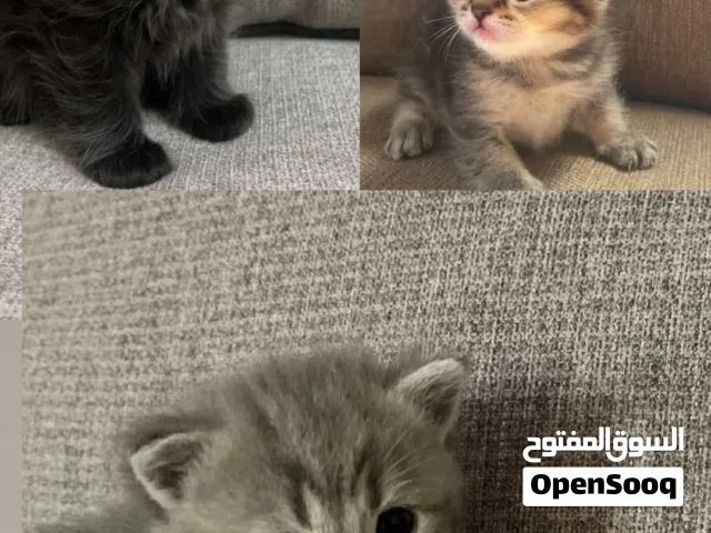 قطط للبيع  Cat for sale