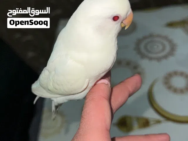 طير لافبيرد ألبينو