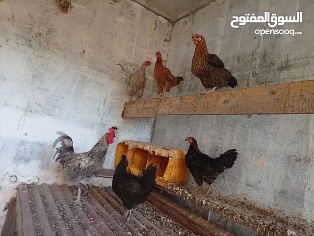 موجود خمس جاجات وديك بلديات للبيع وموجود جوز بط مع 11 فرخ عمر شهرين