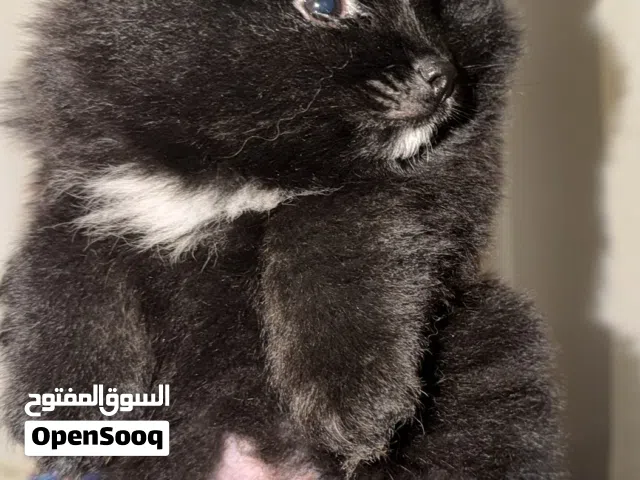 كلاب صغيره العمر شهرين