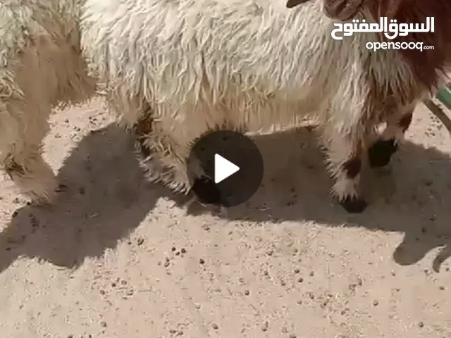للبيع ذبايح وتيوس محليه