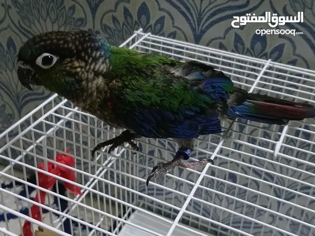 كنيور بيرلي