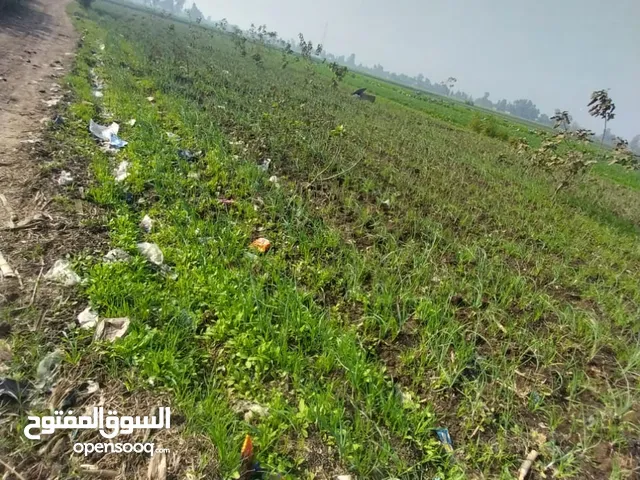 Farm Land for Sale in Qalubia Banha