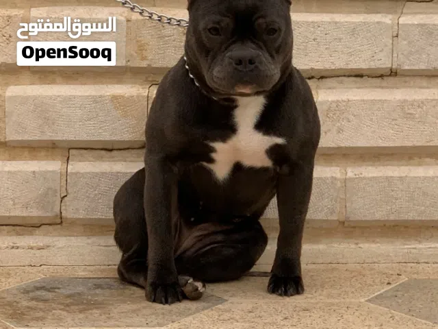 اميريكان بولي مش بيتبول