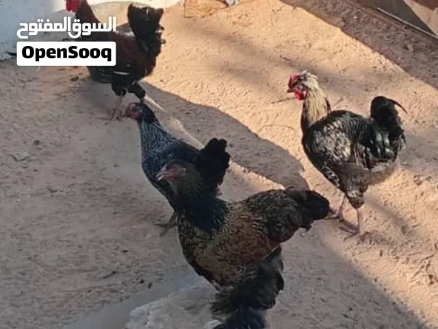 دجاج للبيع براهما و لمرقيني