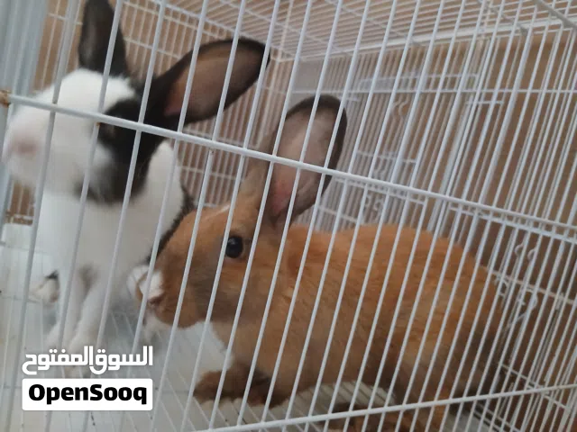 Couple Rabbits