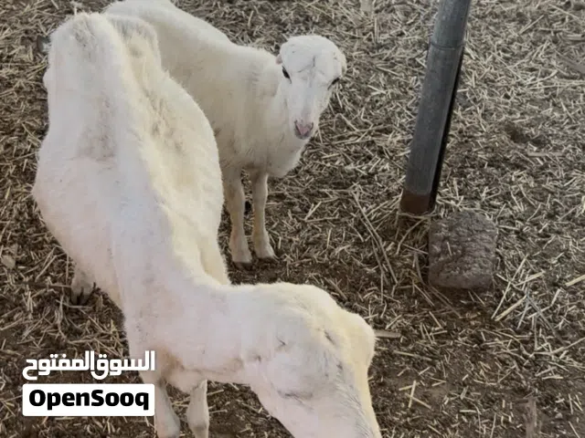 للبيع جيعده مع بنتها