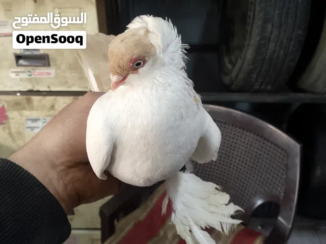 طيره بالونيه بندوقه الماني قد كف اليد صلاه النبي موجود بالحصن مطلوب فيه 20دينار