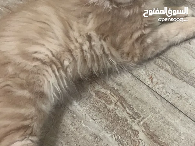 قطان ذكور بصحّة ممتازة