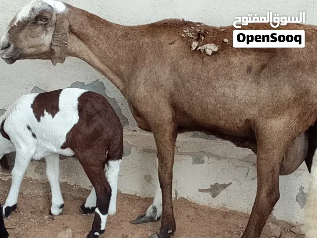 نعجه خرطوميه متاومه خروف وفطيمه تبارك الله السن اول جمع