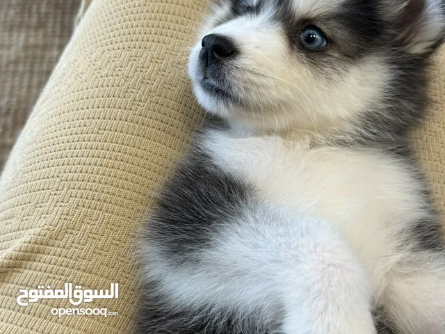 Female Siberian Husky Puppy