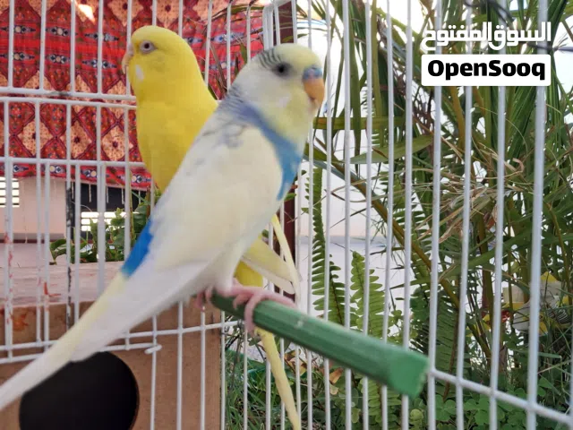 كوبيه بقلينو للبيع او تبديل