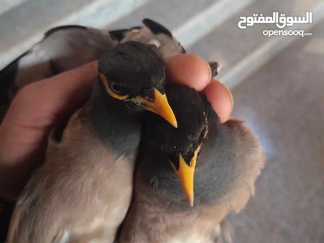 بيع طائر المينا عصافير مينا كبيره شغاله