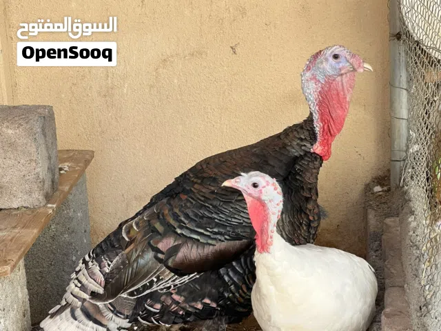 زوج دجاج رومي منتج