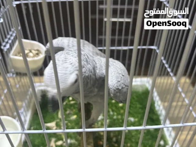 ببغاء كاسكو اليف