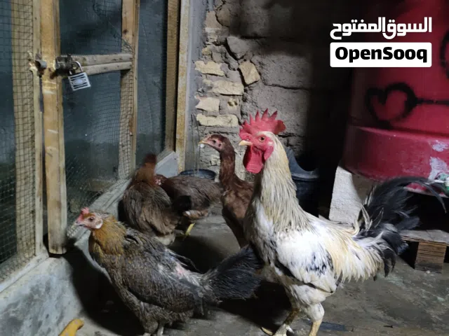 دجاج عربي 4دجاجات وديج صاحيات من كل مرض
