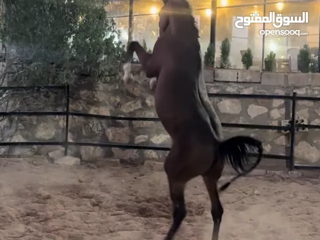 حصان عربي واهو مسجل ابن البطل فريد
