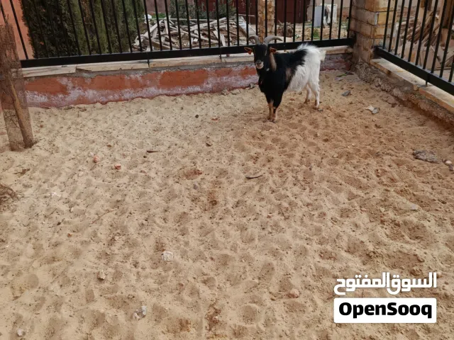 تيس ماعز مقزم نوع تشيكي للبيع