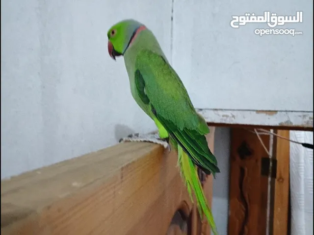 زوج دره منتج الا مع البيض والقفص