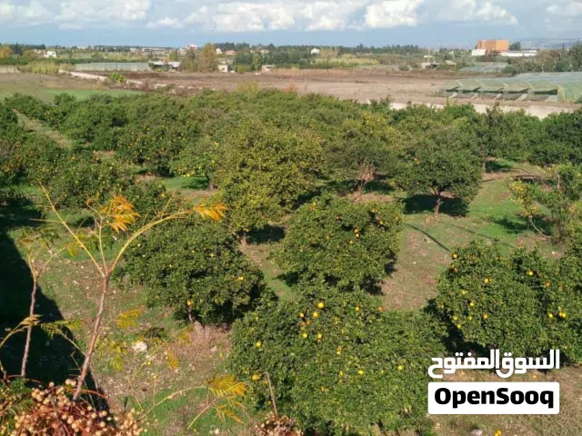 مزرعة للبيع على استراد جبلة طرطوس