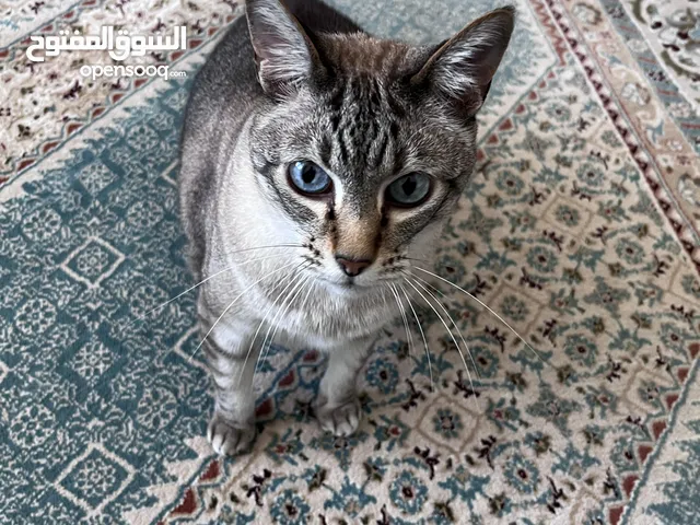 � قط سيامي هجين جميل بعيون زرقاء