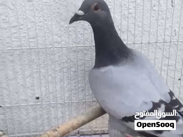 حمام زاجل للبيع