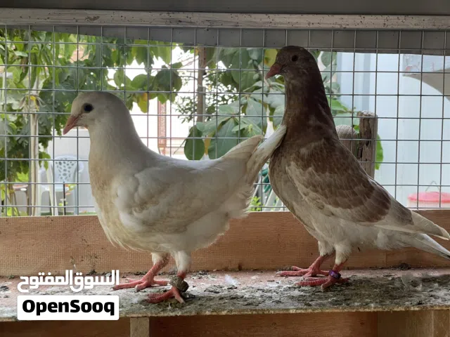 تاكسن لاحم مكاو