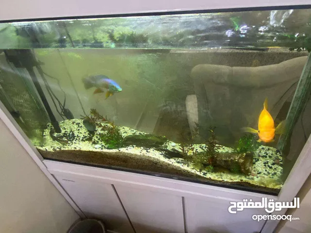حوض سمك كبير
