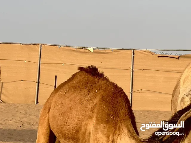 حوار محلي فطيم