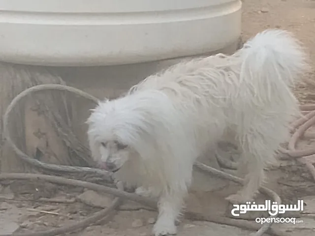 كلاب كوتون دي تولير (تُلفظ "كو-تاون داي تو-لي-آر")