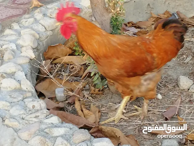 دجاج للبيع