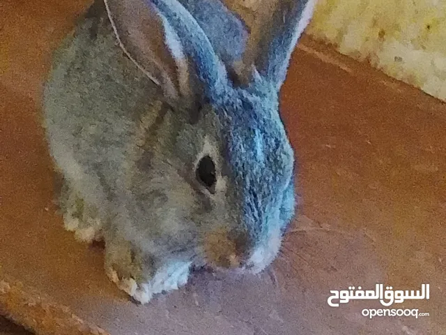 ارانب لبيع.