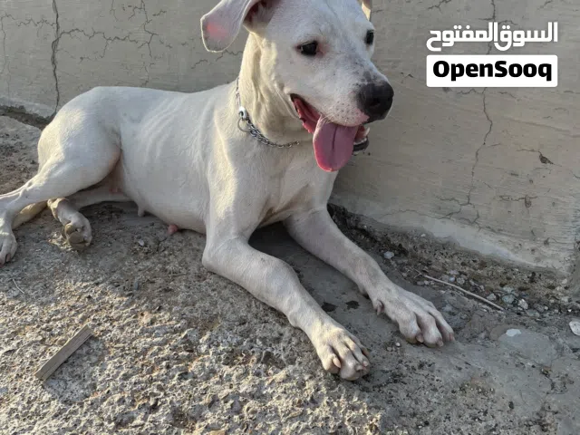 كلب للبيعع