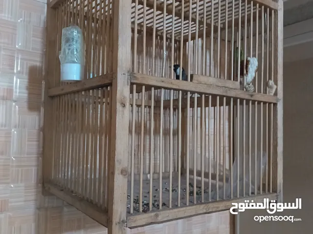 السلام عليكم اقفاص للبيع واحد خشب والثاني حديد