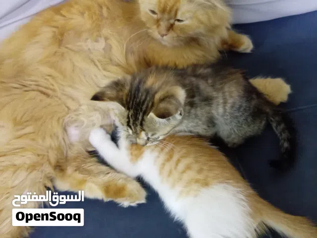 قطة و اطفالها للبيع النوع شيرازي