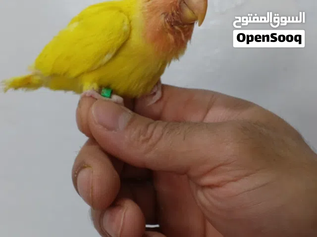 فرخ روز رد فيس نص لفه