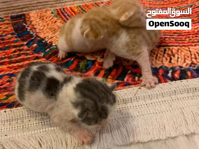 قطط كتنز تحتاج تبني مستعجل!