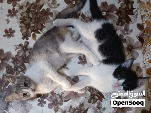 قطط للتبني ثنين للتبني نظيفات ومتعلمات على لتربوكس