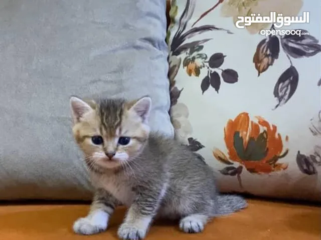 سكوتش جولدن