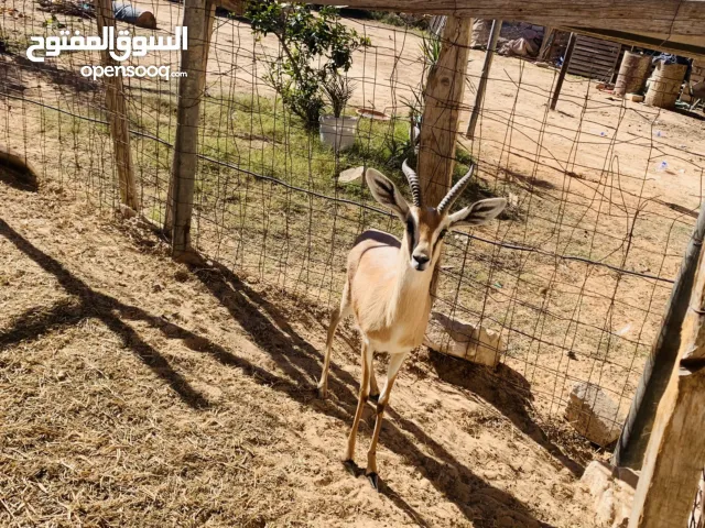 غزال ذكر غزال