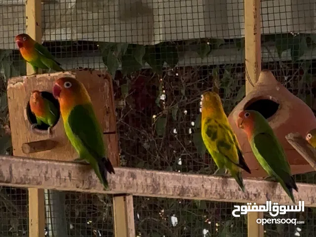 طيور للبيع
