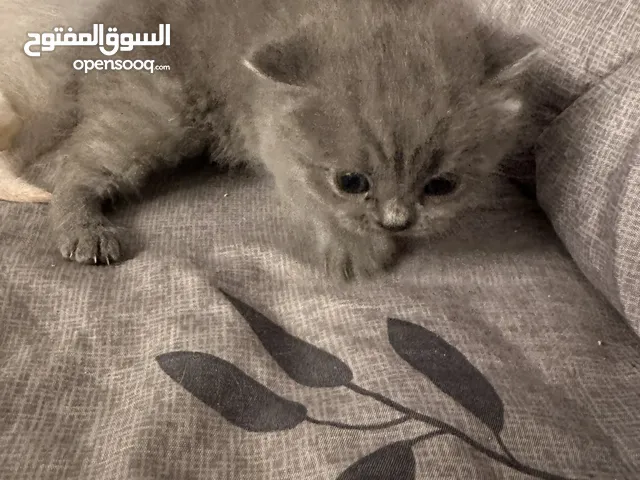 قطط كتن للبيع