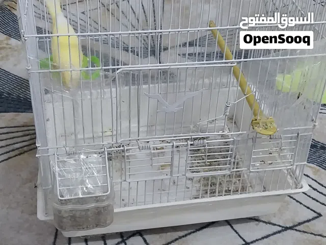 كناري لون اصفر مفول