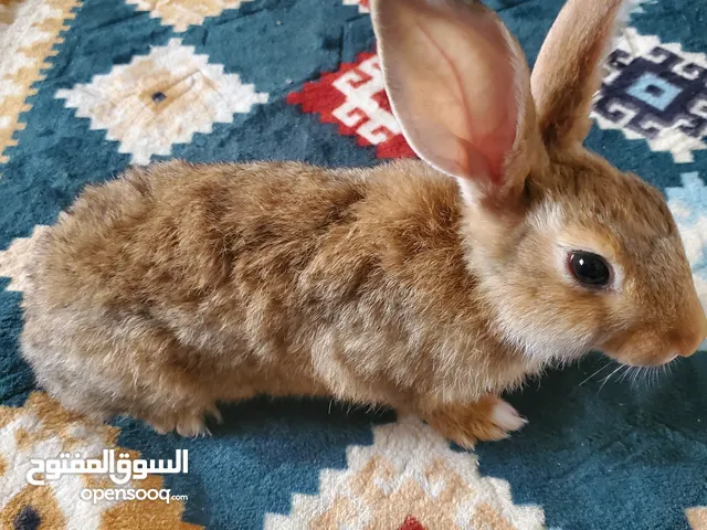 للبيع أرانب