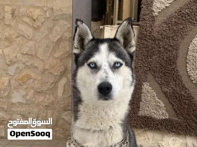 Husky Siberian Pure قابل للتفاوض للجادين فقط
