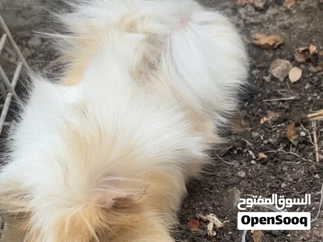 همتارو للبيع